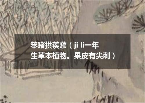 笨猪拱蒺藜（ji li一年生革本植物。果皮有尖刺）
