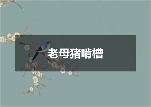 老母猪啃槽