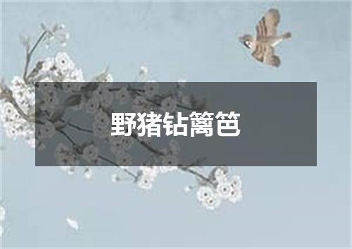 野猪钻篱笆
