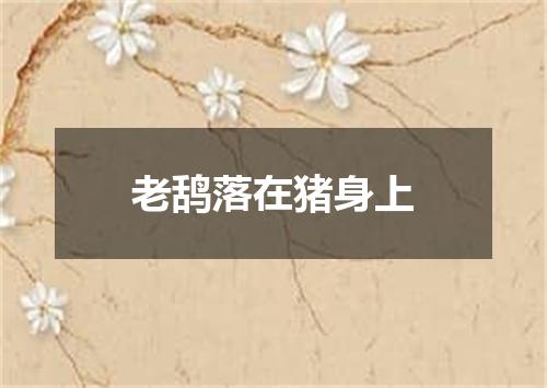 老鸹落在猪身上