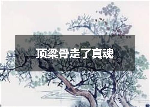 顶梁骨走了真魂
