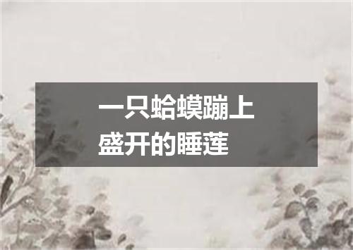 一只蛤蟆蹦上盛开的睡莲